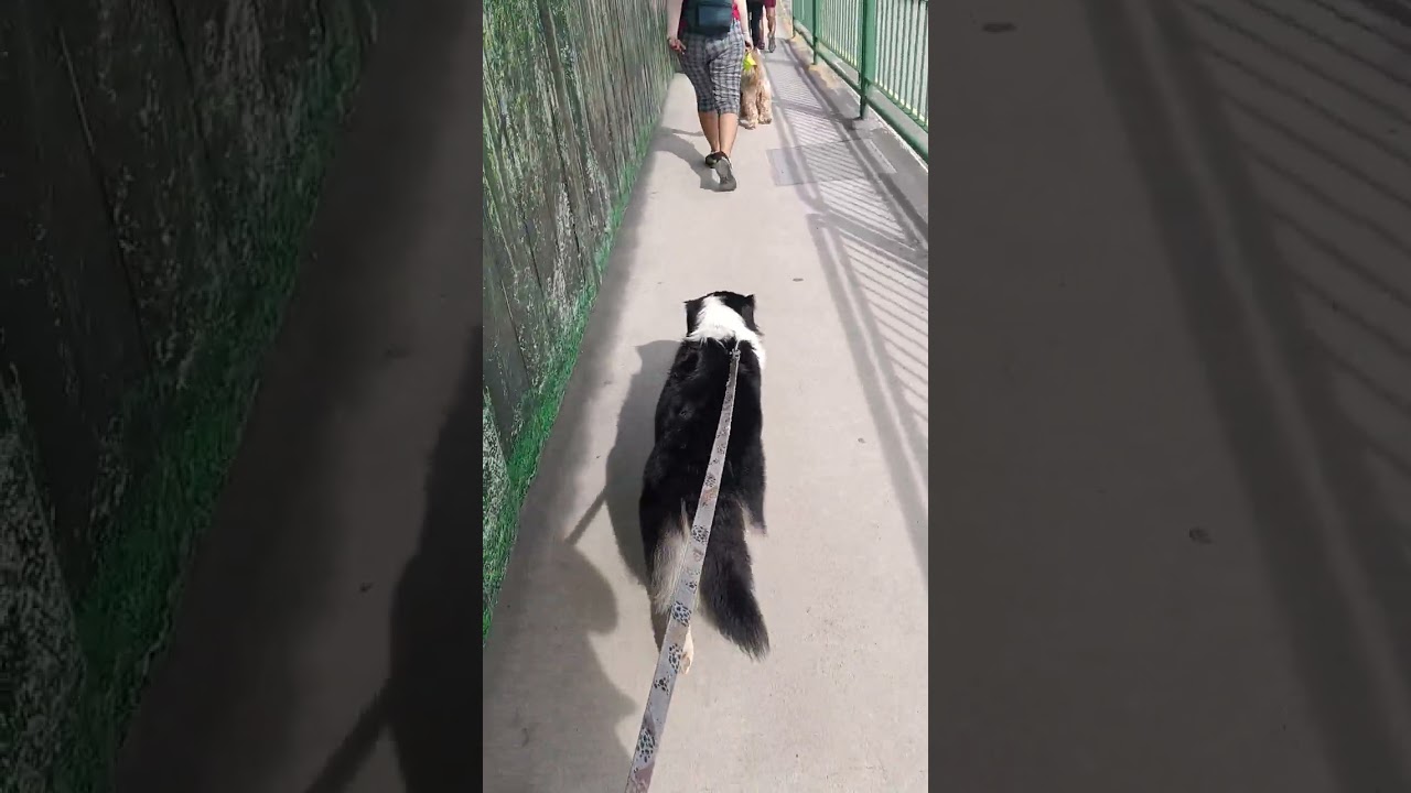 Restling to Guinness and Noggie, walking back home all doggies friend's 