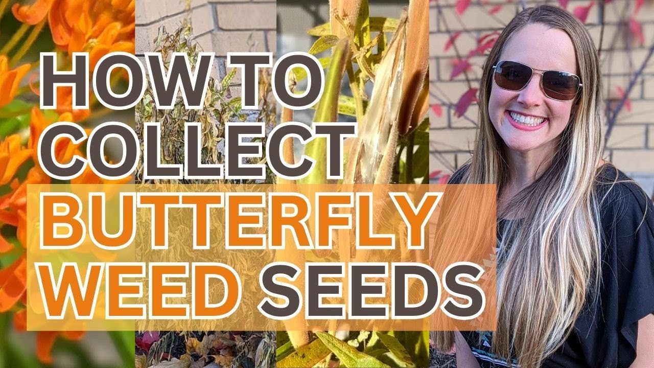 How to Collect Butterfly Milkweed Seeds 🦋 to Plant MORE Milkweed | Save the Monarchs 🦋