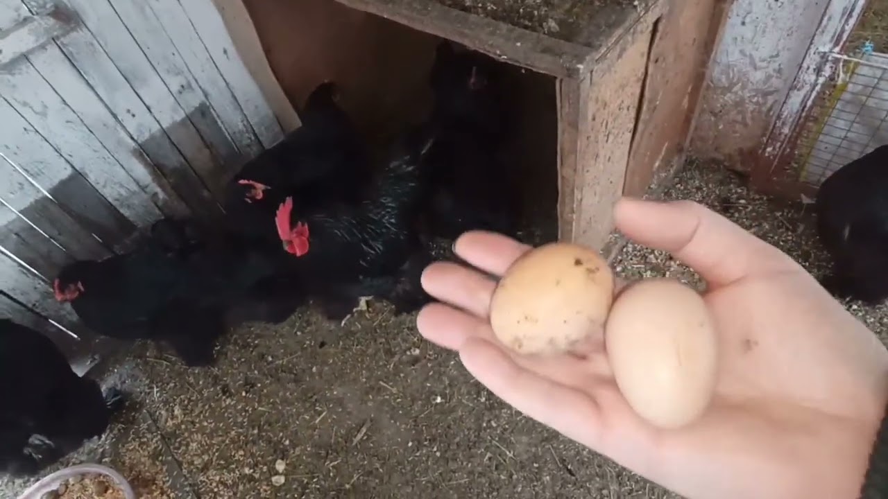 I found the eggs that the hen had hidden in the hay.