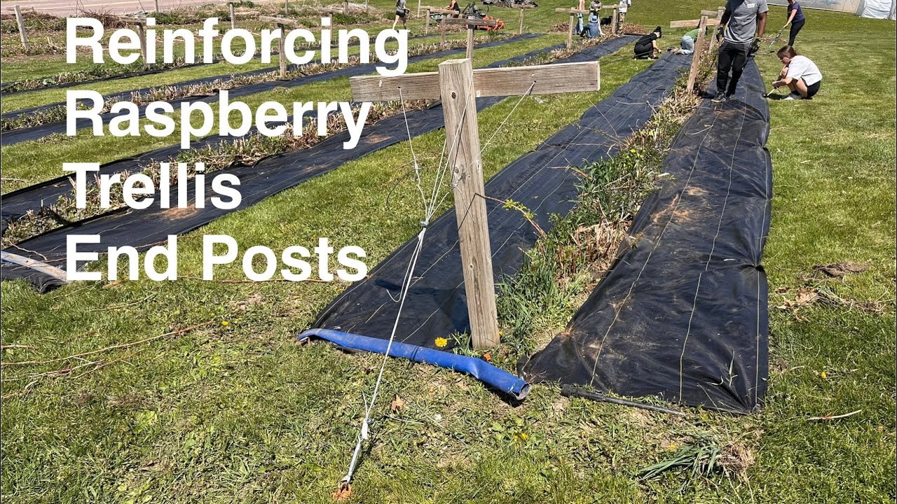 Reinforcing raspberry trellis end posts for a small-scale production stand