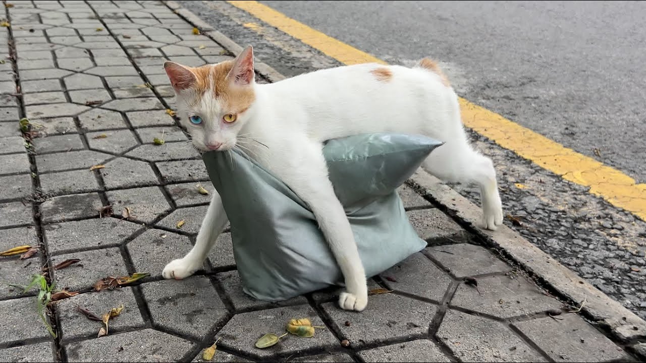 A stray cat carried a pillow to keep her kittens safe in the rain.