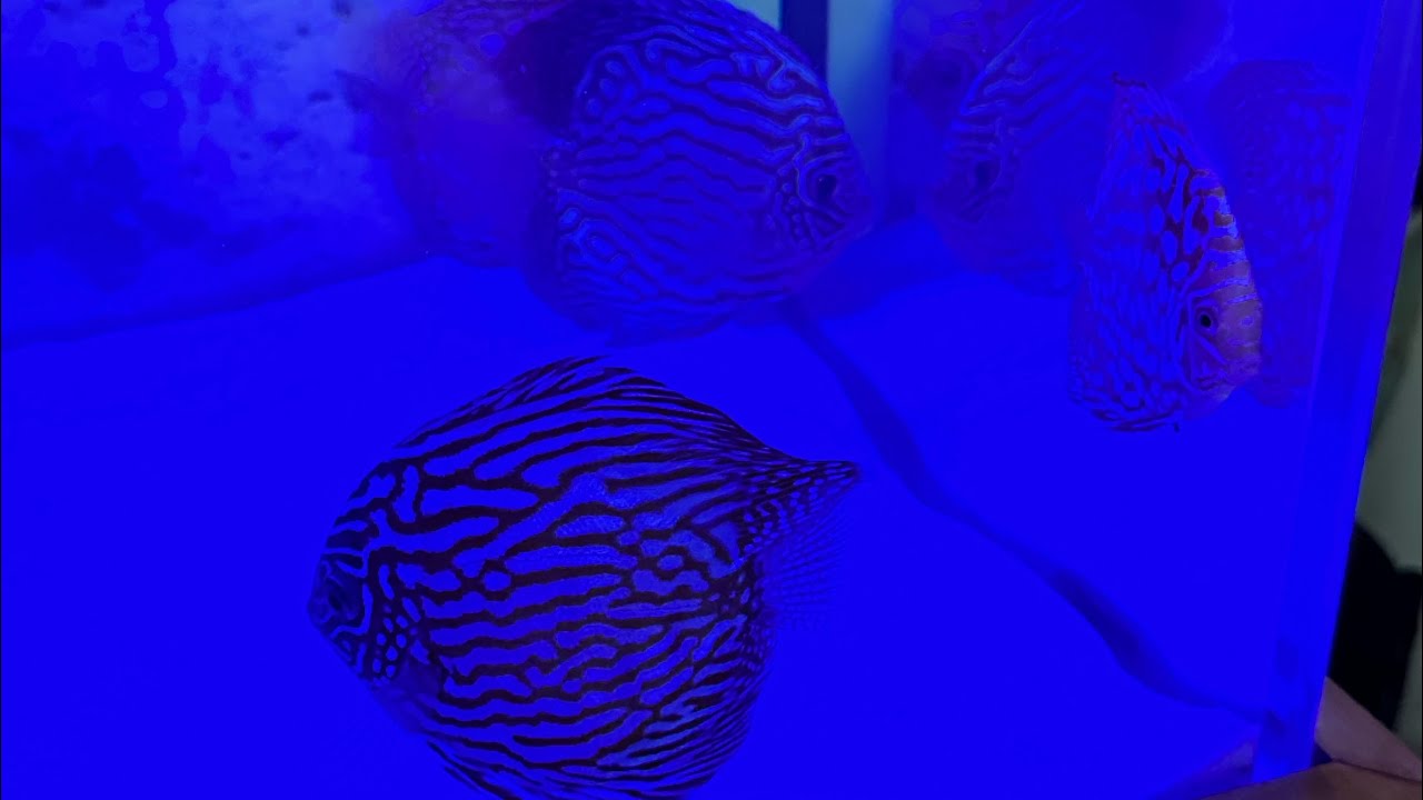 Discus Hans unboxing. 🐠 💕