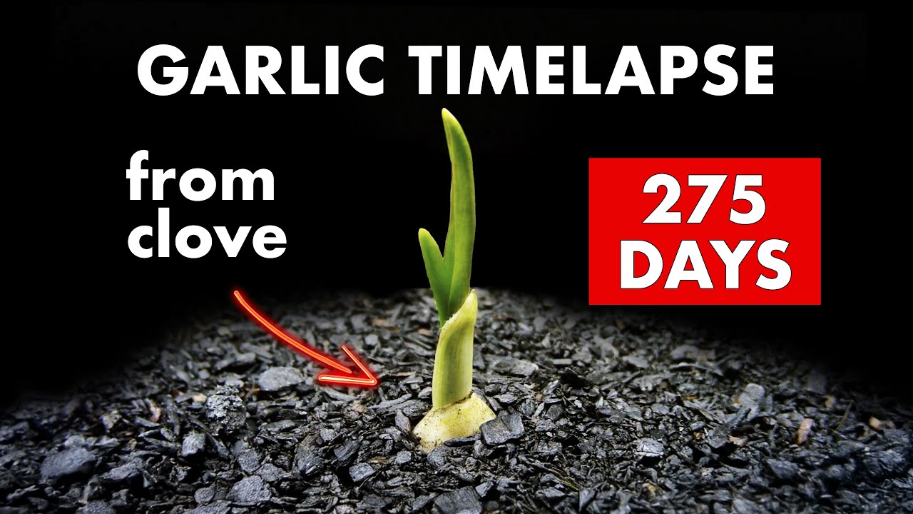 Growing GARLIC 🧄 From Clove - 275 Days Time Lapse