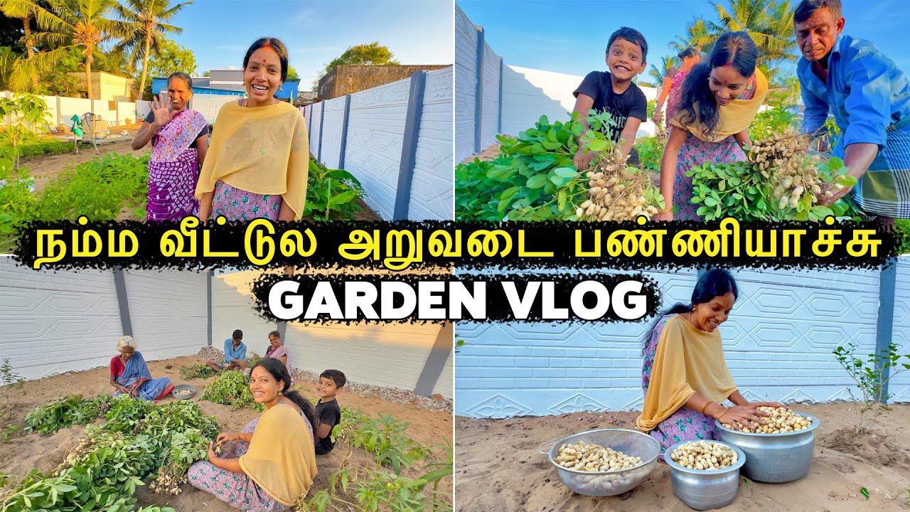 நம்ம வீட்டுல வேர்க்கடலை அறுவடை பண்ணியாச்சு 😍| Garden Harvest 🤣| Vinoth Seetha