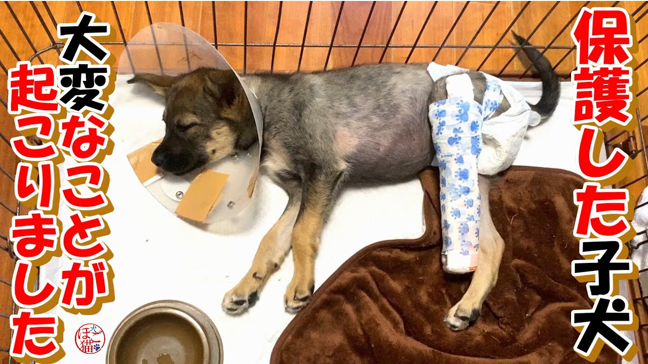 【保護犬　子犬】目を離した隙に大変なことが起こりました