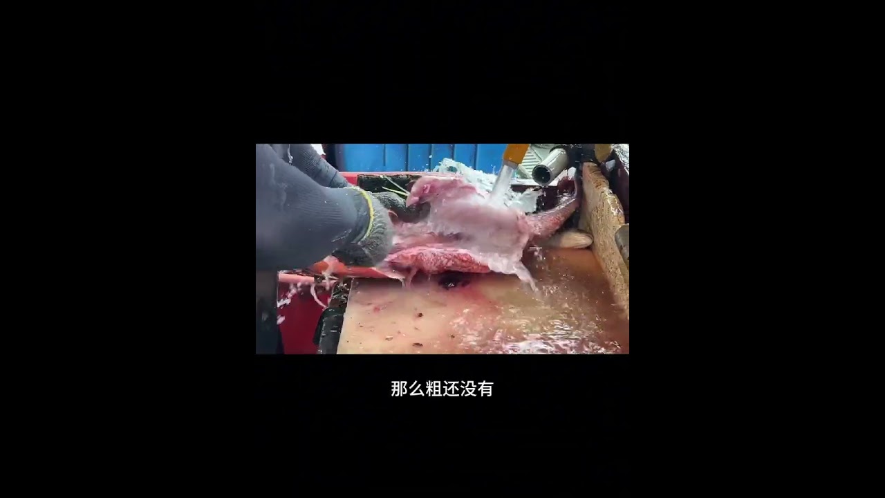 銀紋笛鯛俗名紅鰽、紅槽魚，處理過程