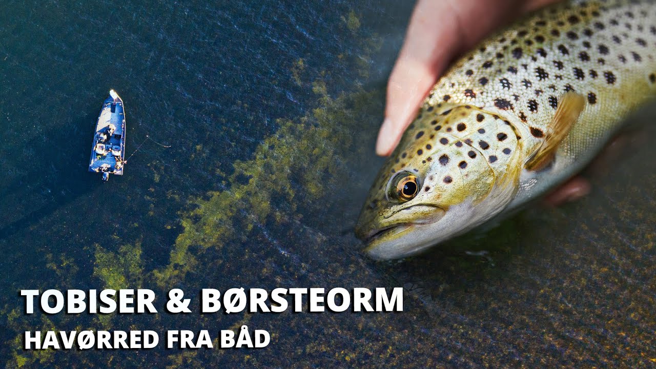 Børsteorm & Tobiser - Havørredfiskeri Fra Båd i Foråret!