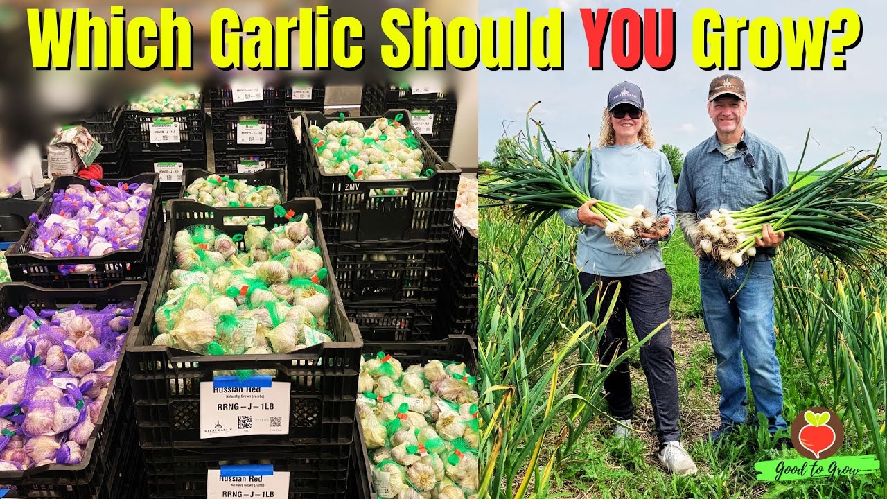 Keene Garlic Experts Reveal How to Pick Hardneck & Softneck Varieties!