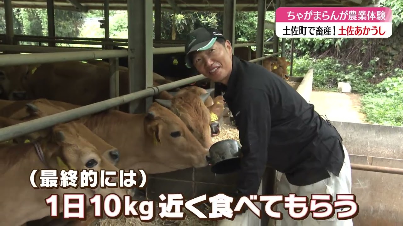 ちゃがまらんの体験発見あぐりこうち【れいほく地区：土佐あかうし】