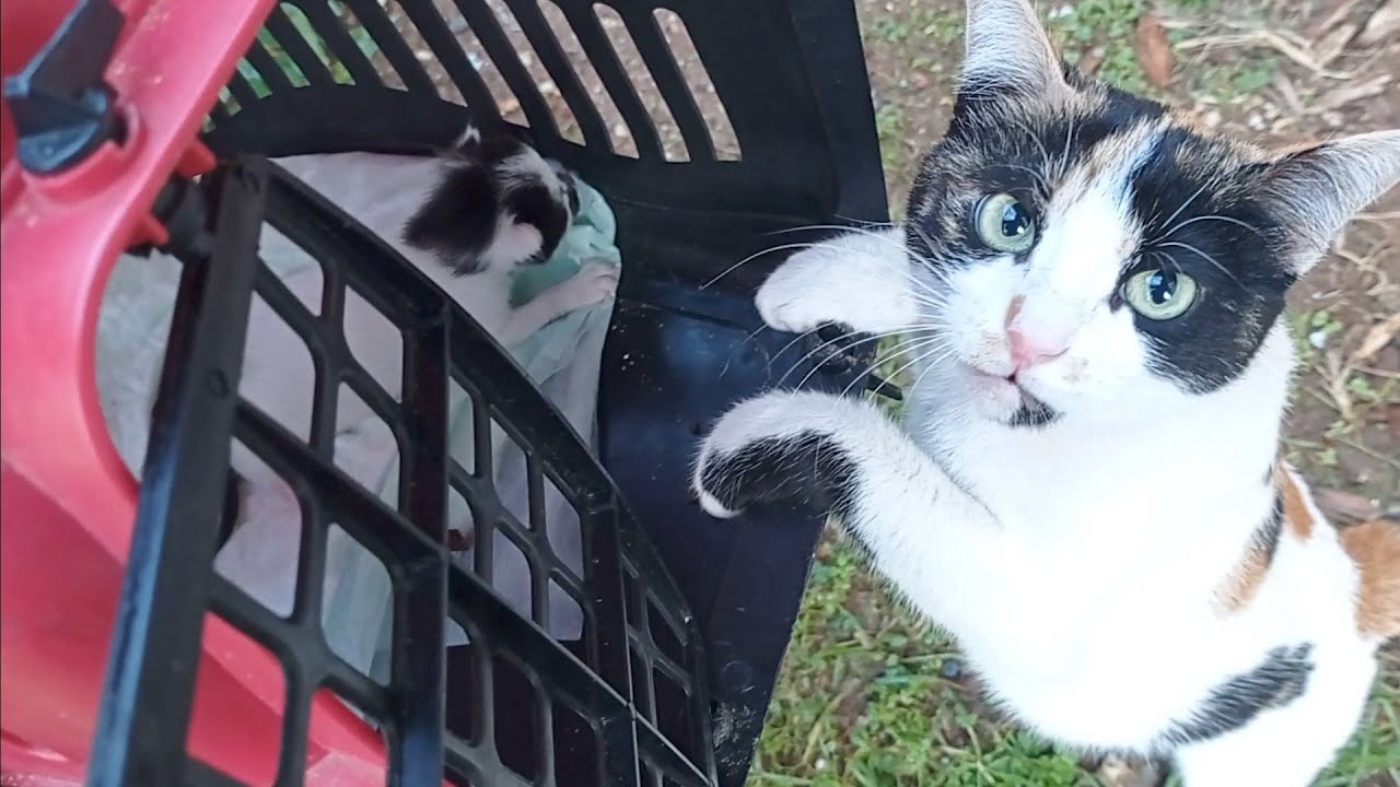 Мать-кошка, которая думала, что я собираюсь украсть котенка, была так напугана