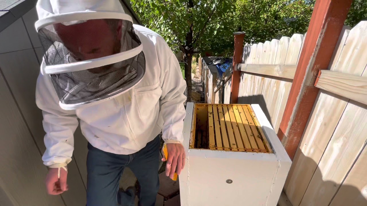 Video #58: Pollen Patty