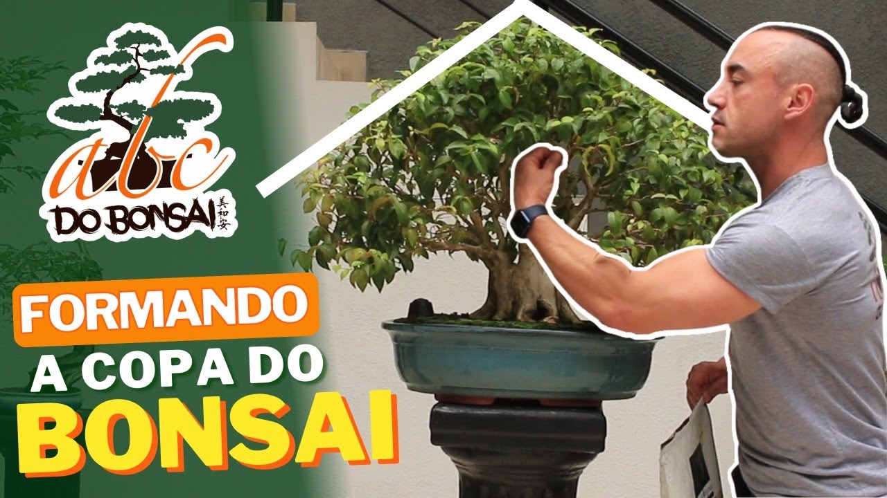 FORMANDO A COPA DO BONSAI