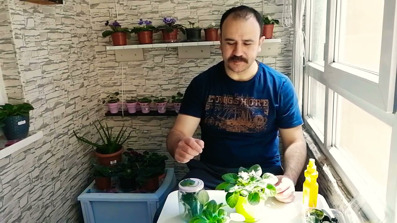 Menekşe köklendirme çeşitleri.( sera yöntemi, Kavanozda köklendirme, direk toprağa dikme)