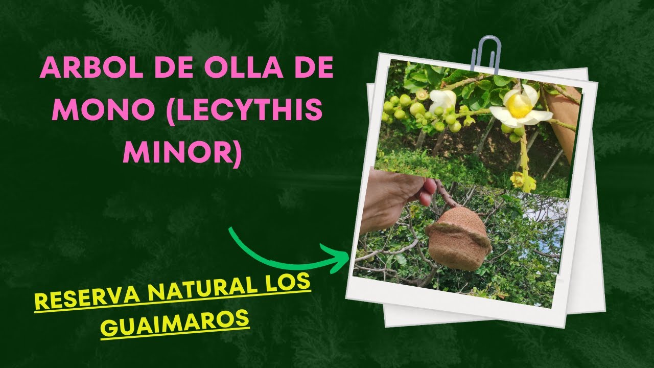 QUIERES CONOCER EL ÁRBOL DE OLLA DE MONO (LECYTHIS MINOR), RESERVA NATURAL LOS GUÁIMAROS 