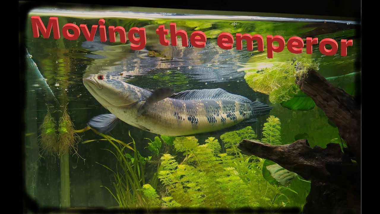 Moving the emperor