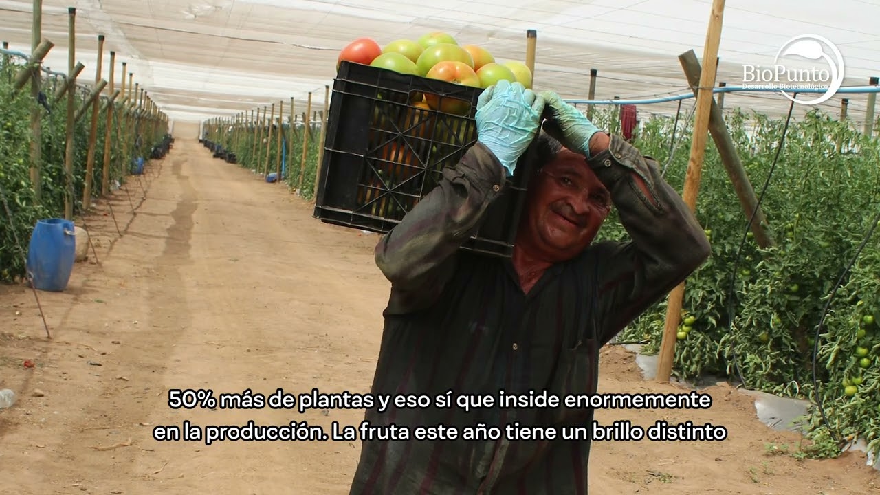 Fighting Bacterial Canker in Growing Tomatoes with Effective Microorganisms - Chile