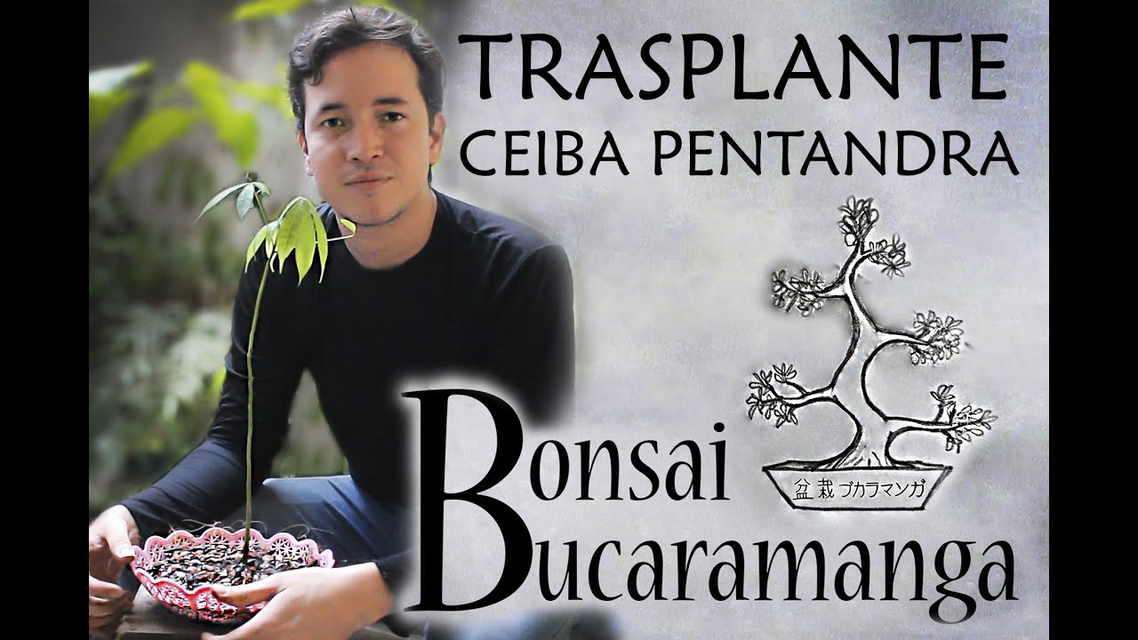 CEIBA PENTANDRA EN COLADOR, COMO HACER TRASPLANTE PARA FORMAR BONSÁI