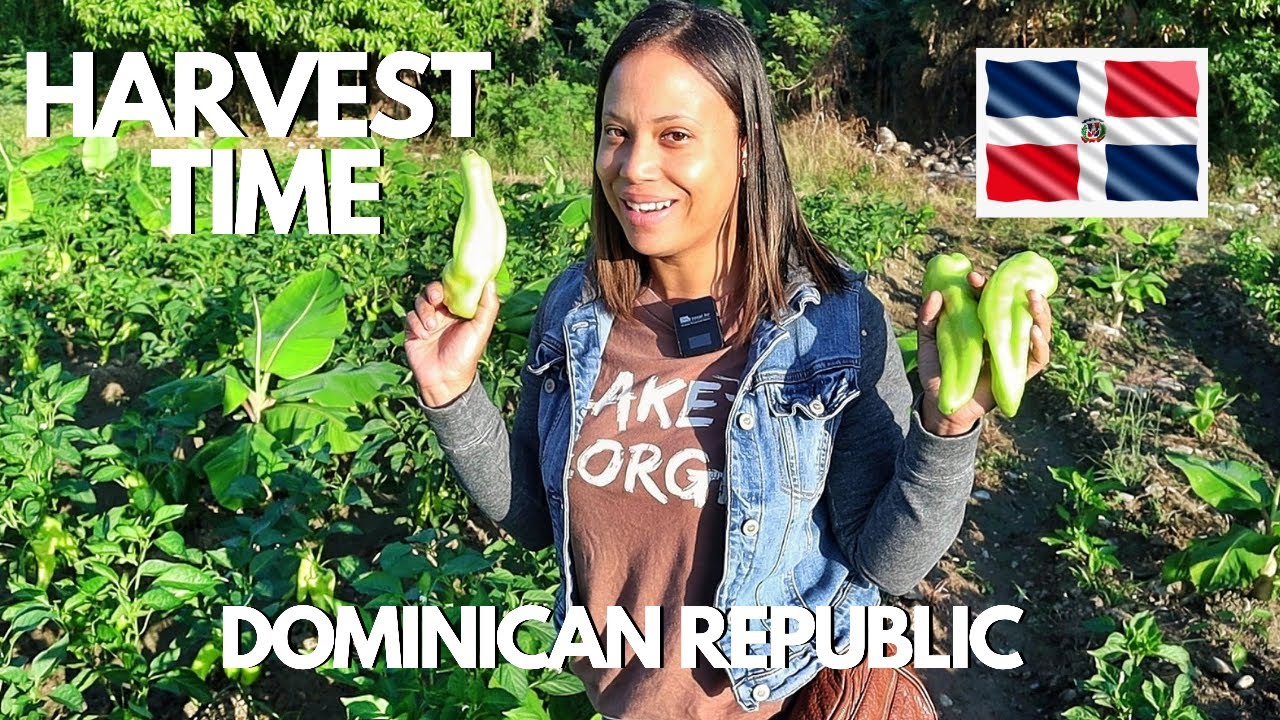 My First Harvest Of Cubanelle | Dominican Republic Agriculture Farming