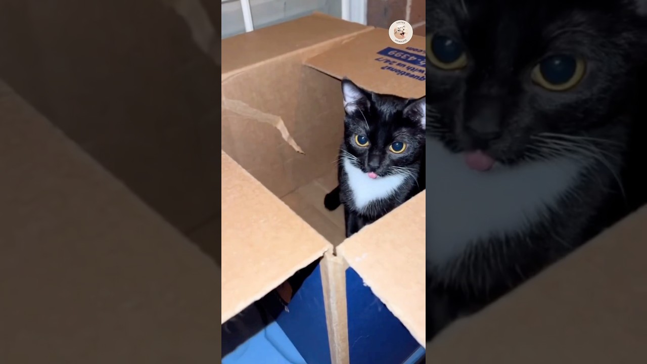 Wenn eine Katze ein St&uuml;ck Ihre Zunge 👅 raus macht bedeutet dies&hellip;