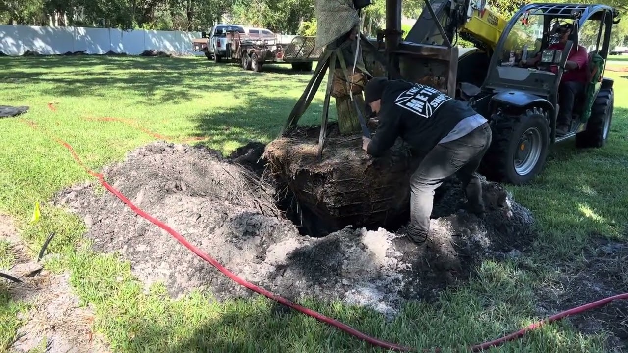 Large Live Oak Tree Planting/Large Live Oaks For Sale In Florida/Large Trees For Sale in Florida