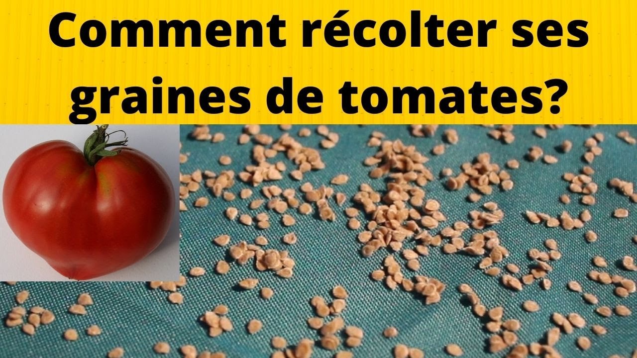 Faire ses graines de tomates par fermentation.