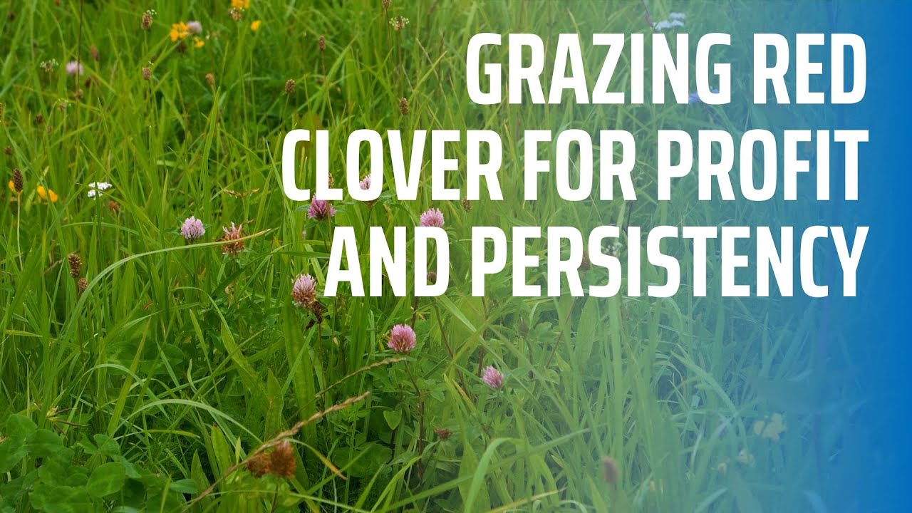 Grazing Red Clover for Profit and Persistency