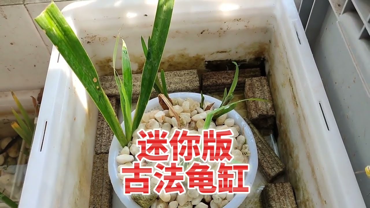 小缸也能玩生態，迷你版古法龜缸開缸教程，40釐米小龜缸開缸過程