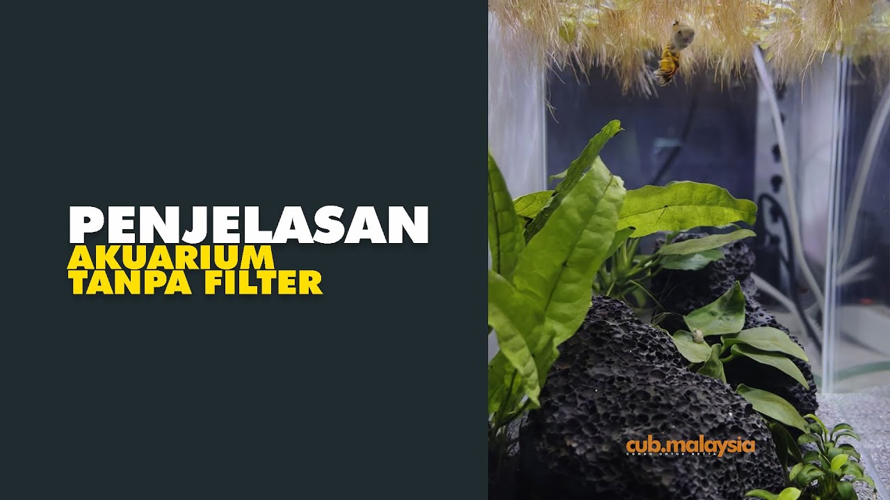 Macam mana nak buat akuarium tanpa filter