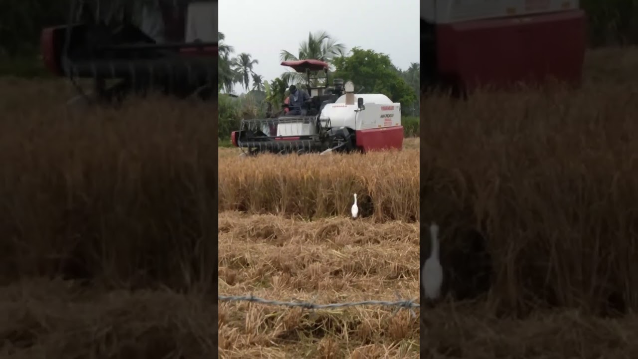 കൊയ്ത്ത് യന്ത്രം ഉപയോഗിച്ച് നെല്ല് കൊയ്യുന്നത് കണ്ടിട്ടുണ്ടോ....