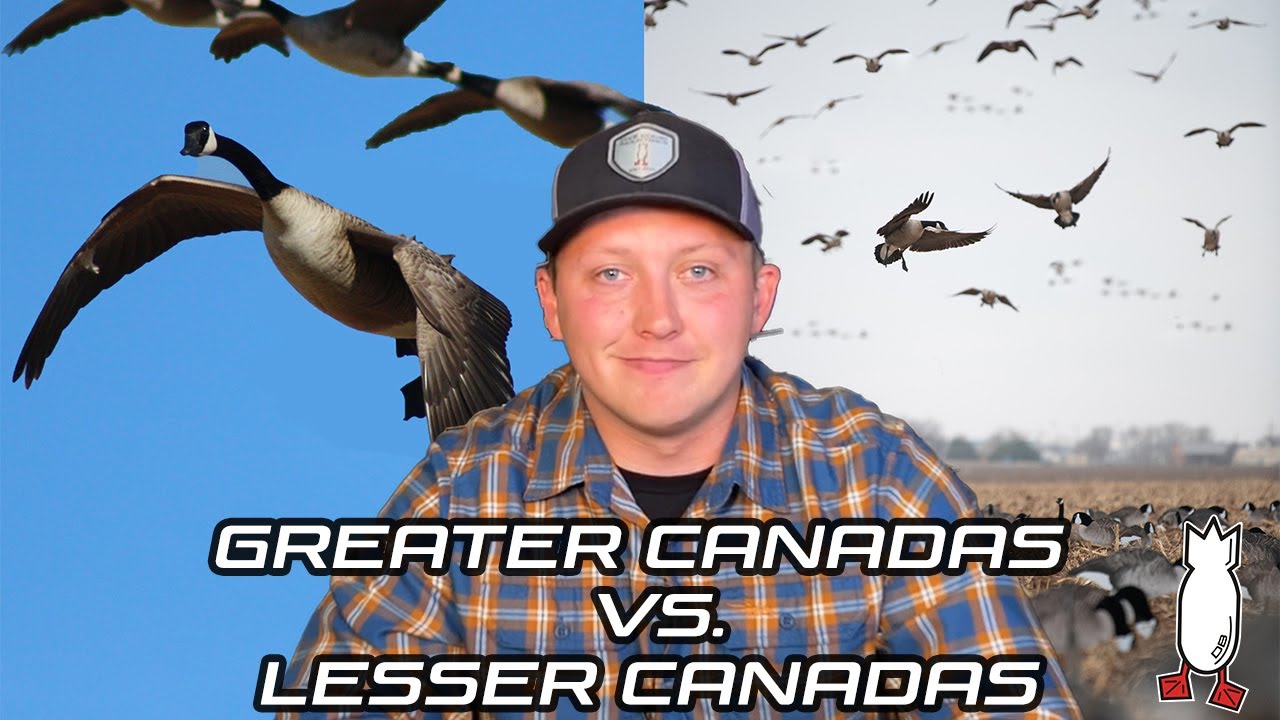 GREATER CANADAS vs. LESSER CANADAS EXPLAINED! - Ep #2 Field Facts with Forrest