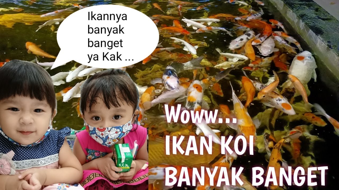 Keynay lihat ikan Koi