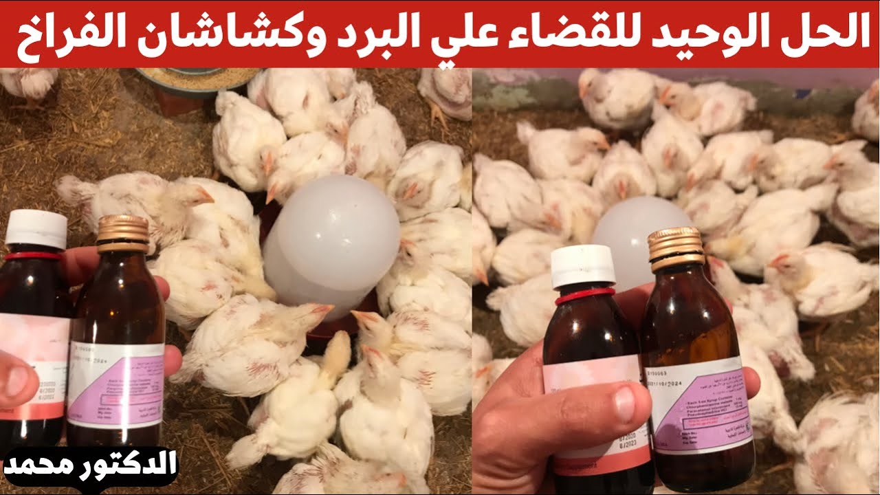 الحل الوحيد لعلاج البرد عند الفراخ والكشاشان وزياده حيويه ووزن الفراخ مع الدكتور