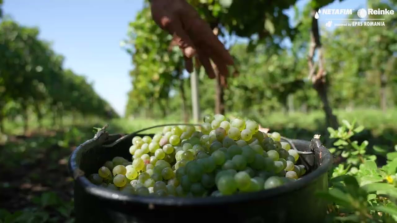 🍇Strugurii de la 𝐕𝐢𝐞 𝐕𝐢𝐧 𝐀𝐧𝐝𝐫𝐚 beneficiază de irigare prin sisteme 𝐍𝐞𝐭𝐚𝐟𝐢𝐦 𝐩𝐨𝐰𝐞𝐫𝐞𝐝 𝐛𝐲 𝐄𝐏𝐑𝐒 𝐑𝐨𝐦â𝐧𝐢𝐚