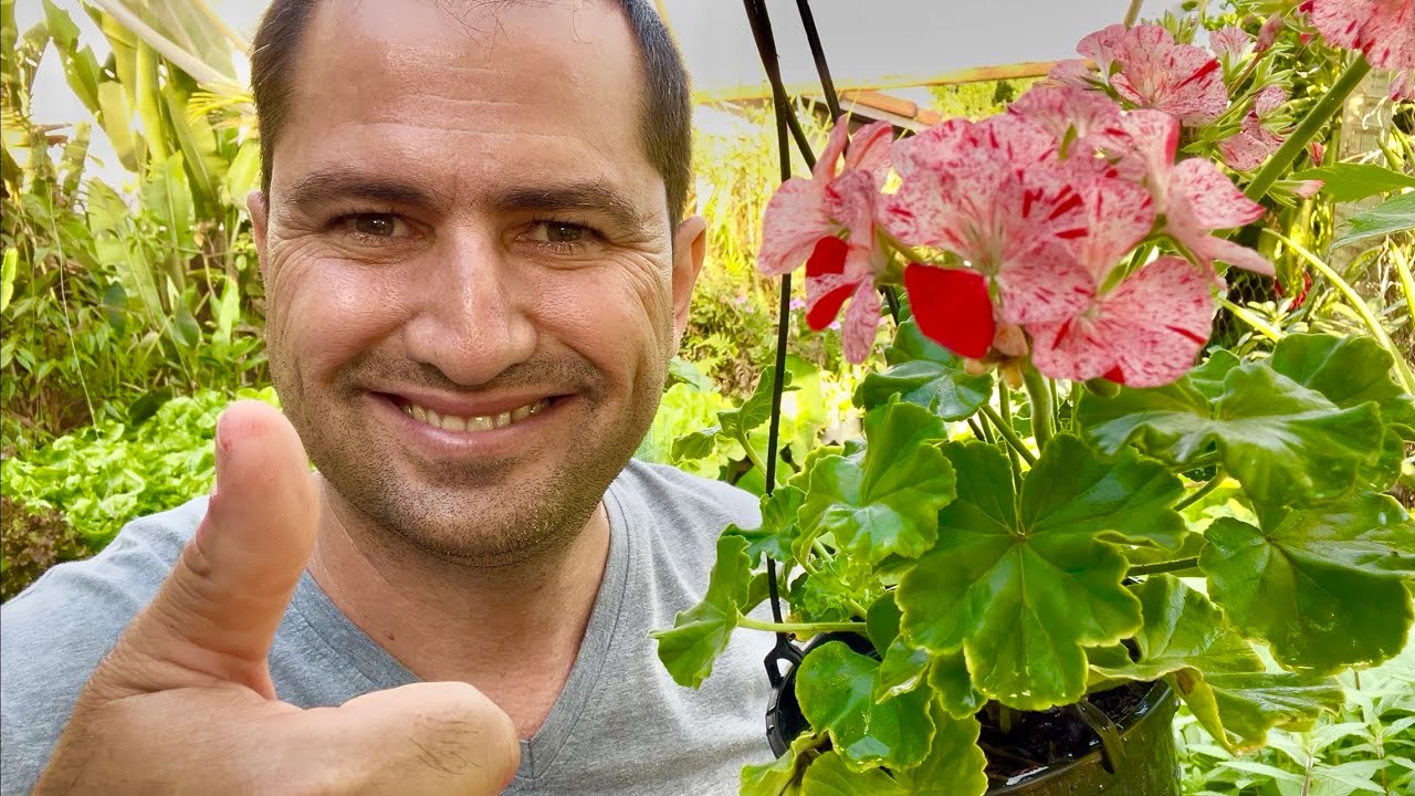 COMO PLANTAR GER&Acirc;NIO CORRETAMENTE