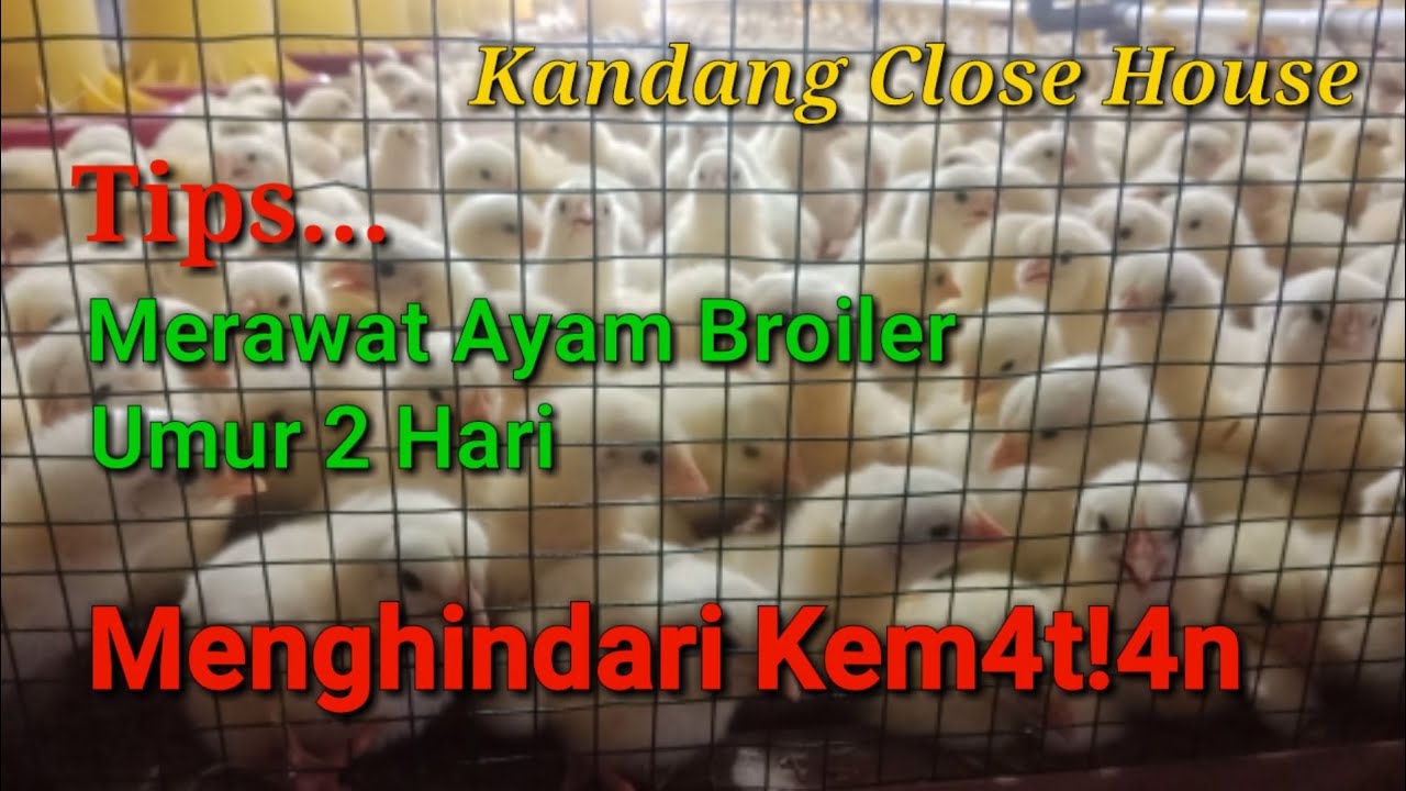 Cara Merawat Doc Ayam Broiler Umur 2 Hari !! Kandang Close House