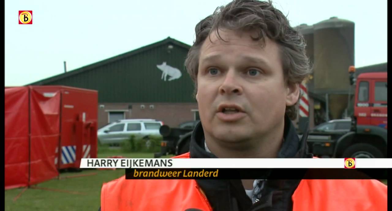 Dode varkens gevonden in Schaijk