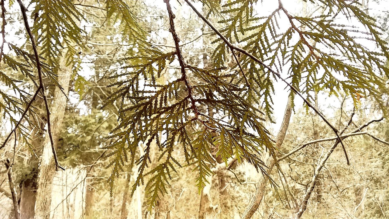 Northern White Cedar and Eastern Red Cedar