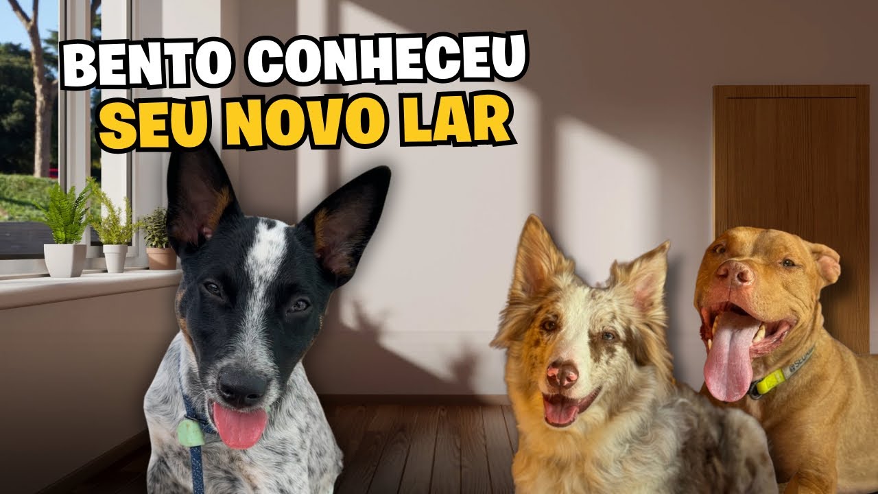 48 Horas Com O Bentinho | Conhecendo Sua Nova Casa + Primeira Vacina | Rotina