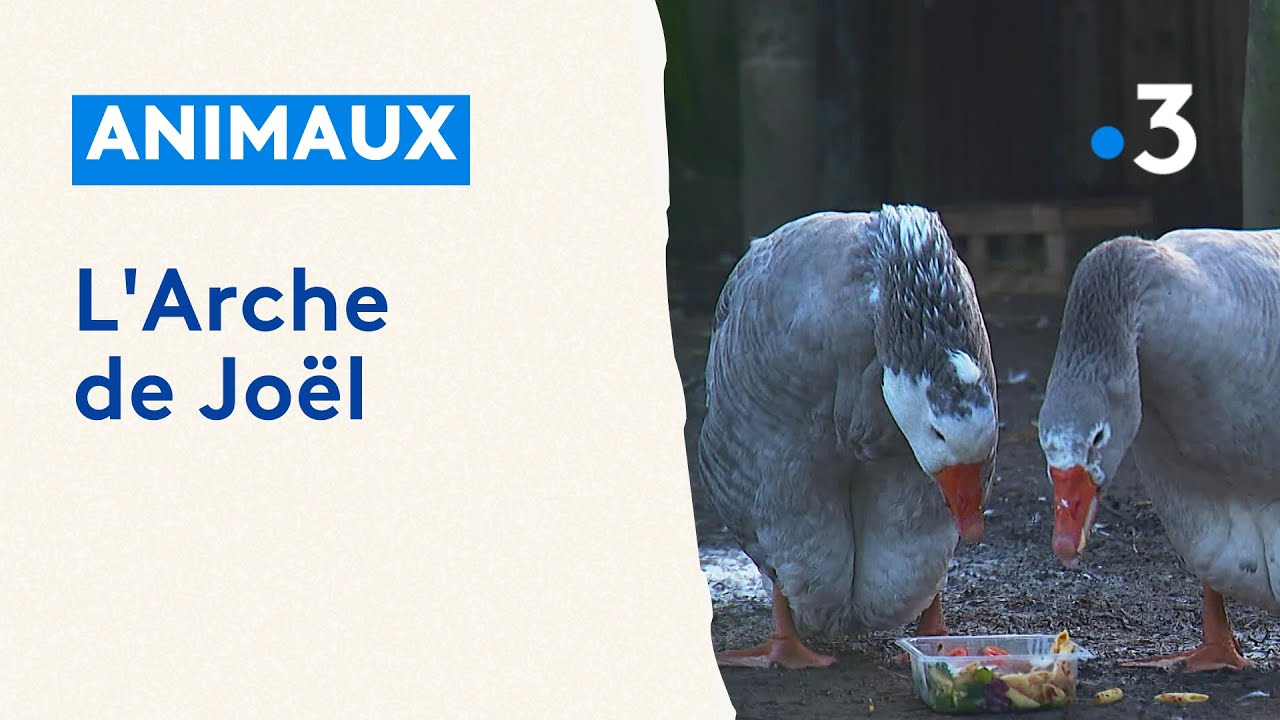 Gens de la Terre : Dans l'Arche de Joël, les animaux d'abord !