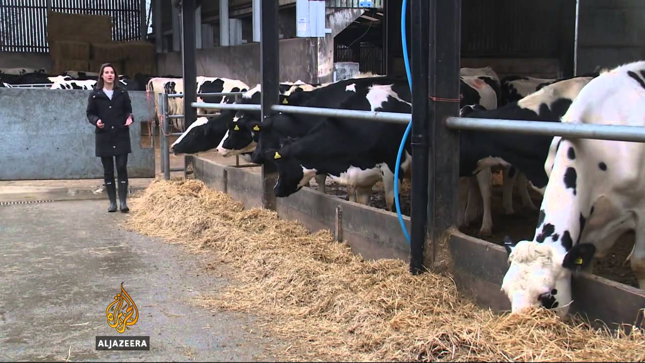 UK dairy industry turns sour amid falling prices