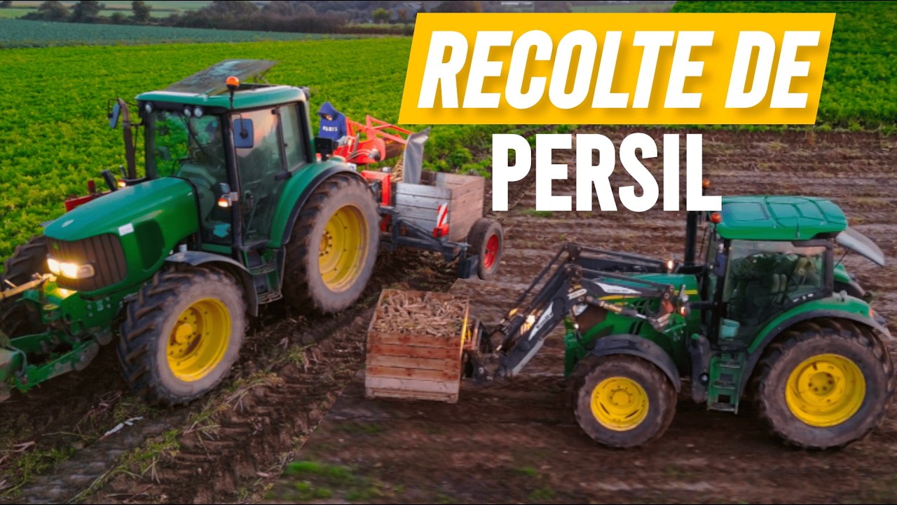 Récolte de Persil Racine 2024