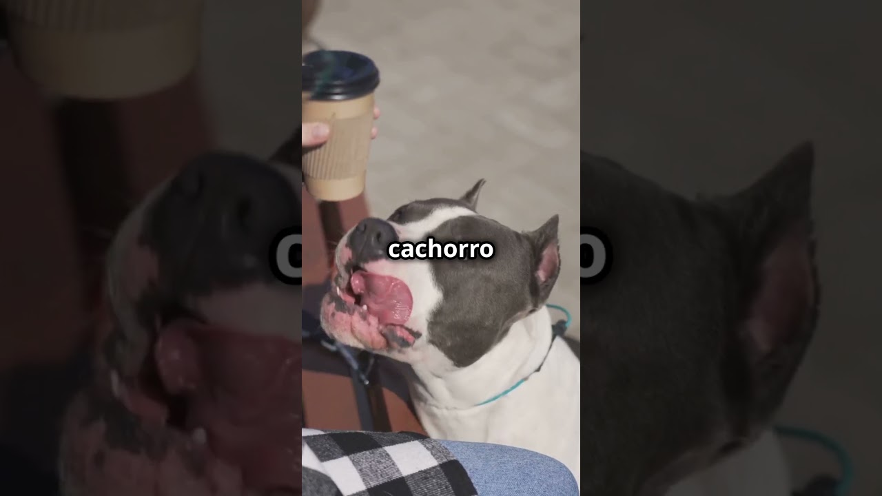 Seu cachorro sente suas emo&ccedil;&otilde;es, e a ci&ecirc;ncia prova isso! 😱🐶💙