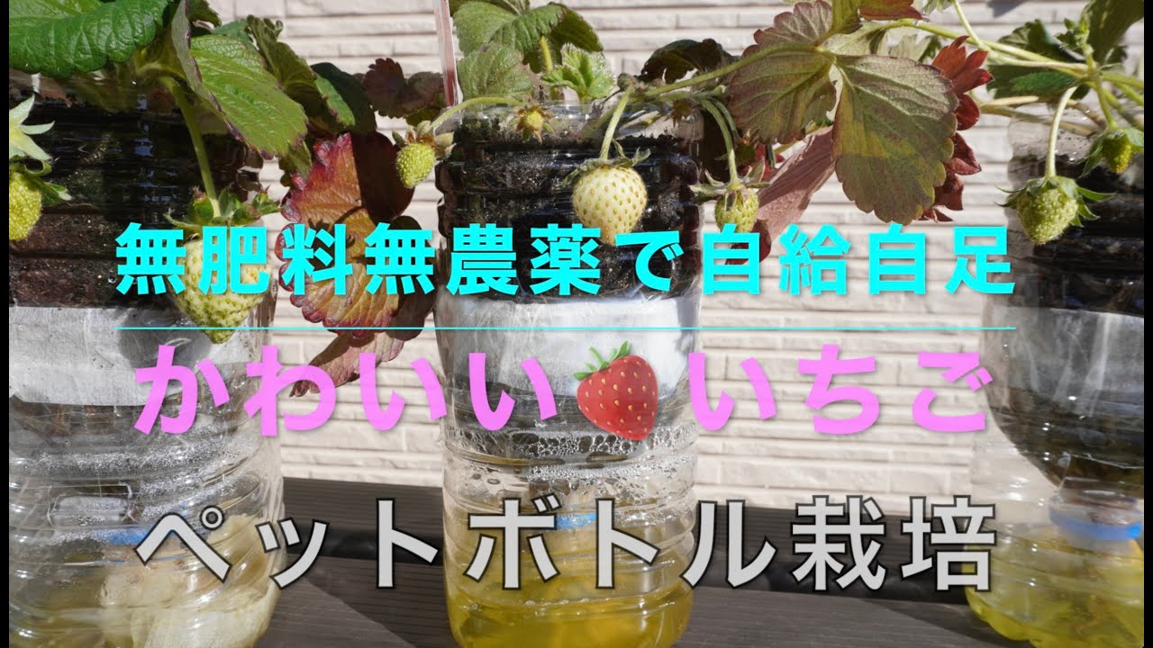 無肥料無農薬で自給自足　かわいい🍓いちごペットボトル栽培　１０月末に栽培をスタートしたペットボトルいちご、かわいい実がぶら下がってますよ〜☺️