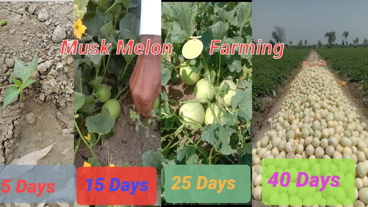 Musk Melon Farming in Punjab Pakistan | Haybrid kharbooza | Pakistan mein kharboozy ki khashat