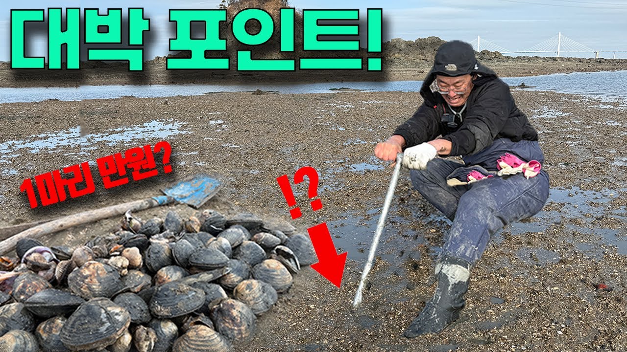 대박포인트에서 역대급 해루질로 엄청난 크기의 조개를 잡아서 먹어보겠습니다.