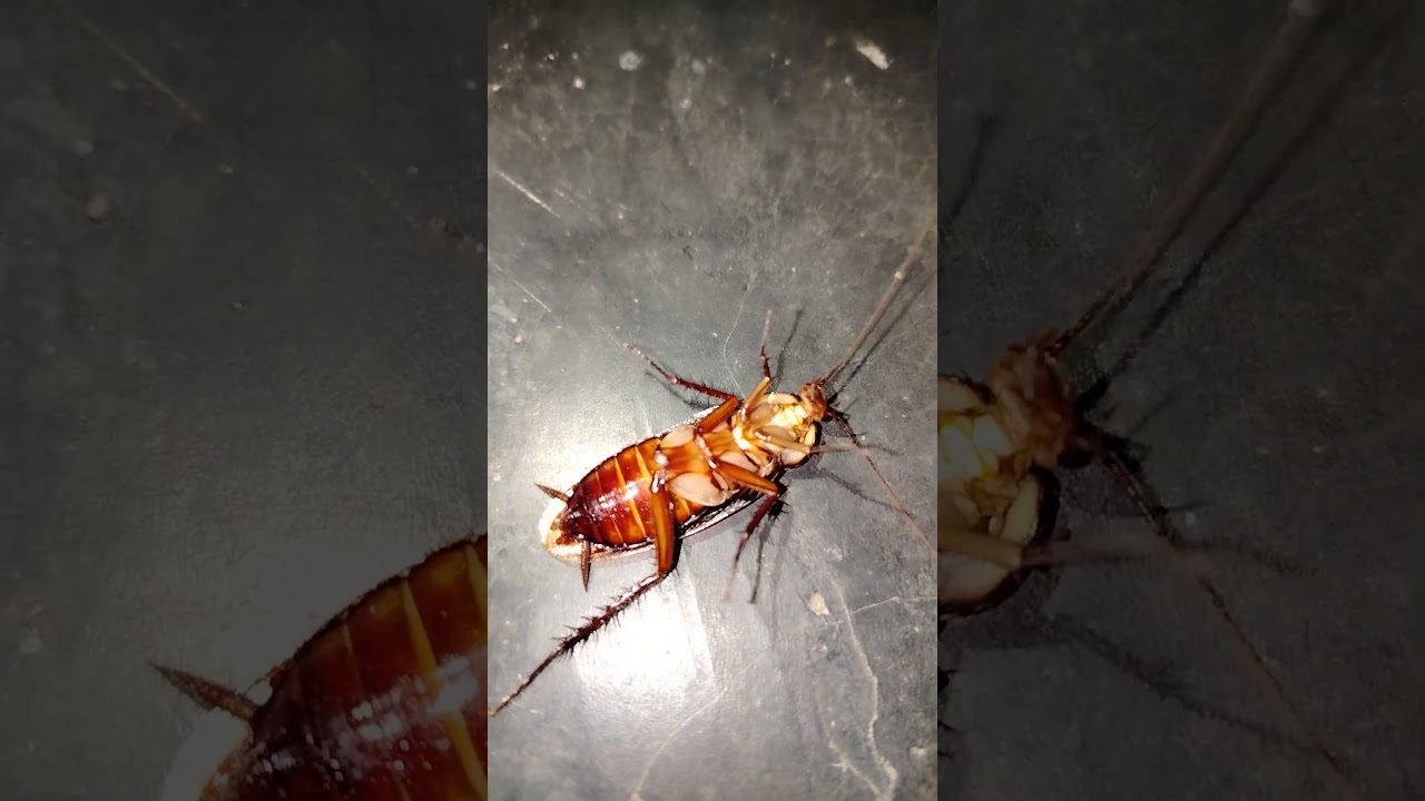 Cockroach run 