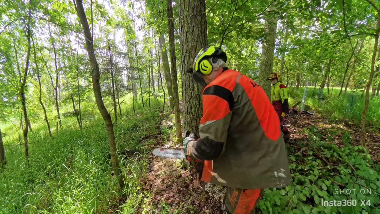 Silvalus - Perfekte Fällung einer großen, toten Kiefer mit einer Husqvarna 550 xp Mark 2