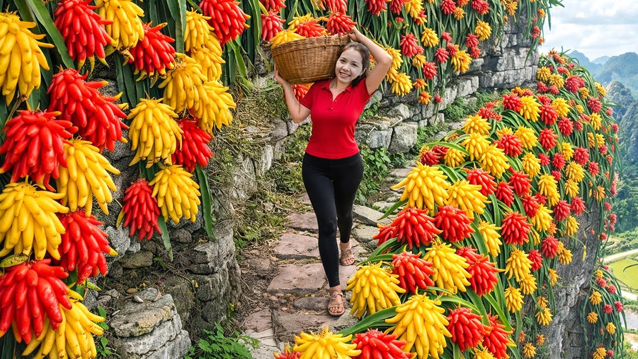 REWIND TIMELAPSE - Harvesting 1000+  Buddha's Hand Fruit Go To Market Sell, Gardening & Cooking