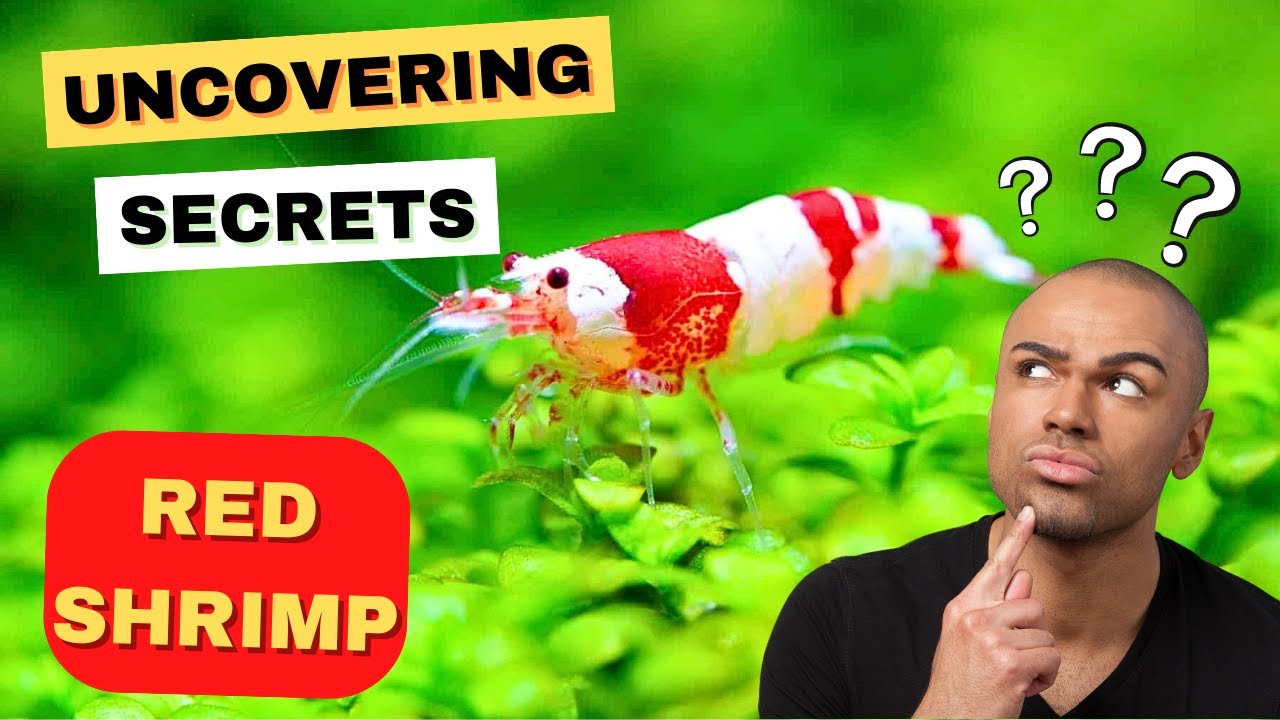 Uncovering the Secrets of Crystal Red Shrimp | Fish Facts