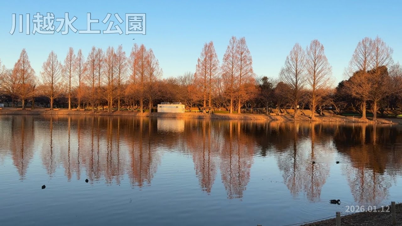 【環境音のみ】早朝散歩｜川越水上公園｜2026.01.12